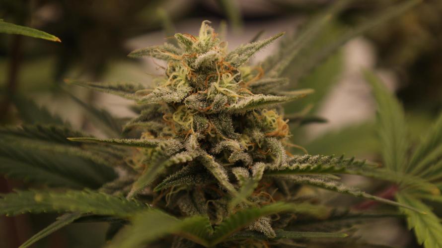 Apple Strudel. Week 7