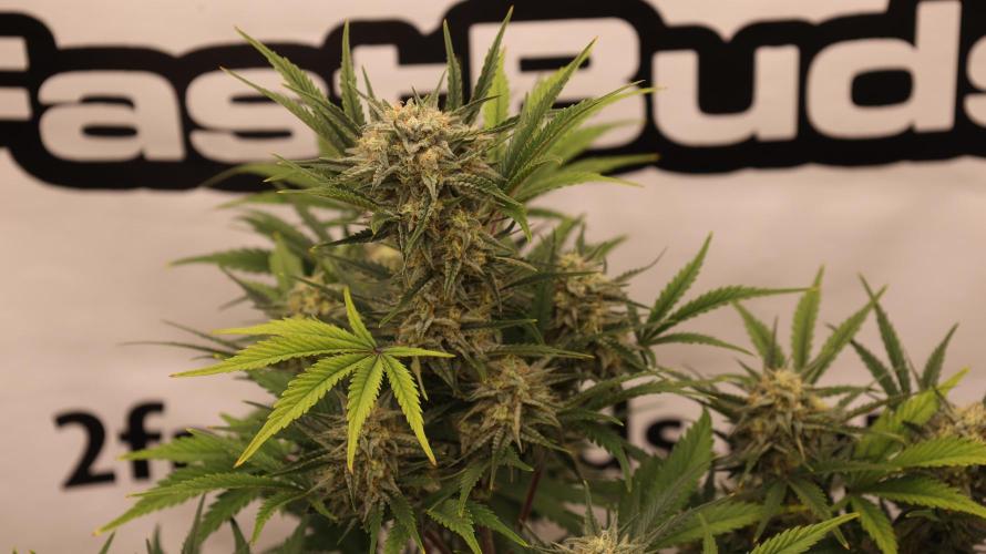 Apple Strudel. Week 7