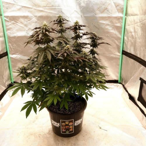 Fastbuds Mixed Pack (Photoperiod). Week 11