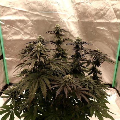 Fastbuds Mixed Pack (Photoperiod). Week 11