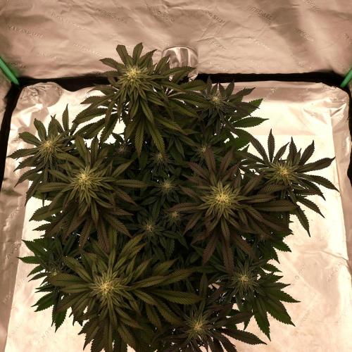 Fastbuds Mixed Pack (Photoperiod). Week 11