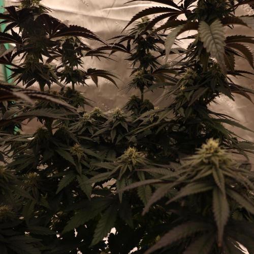 Fastbuds Mixed Pack (Photoperiod). Week 11