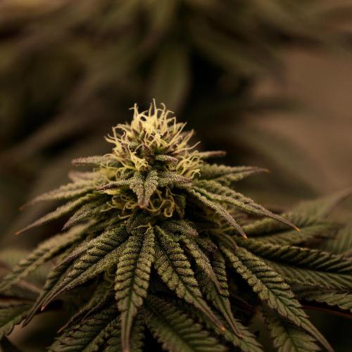 Fastbuds Mixed Pack (Photoperiod). Week 11