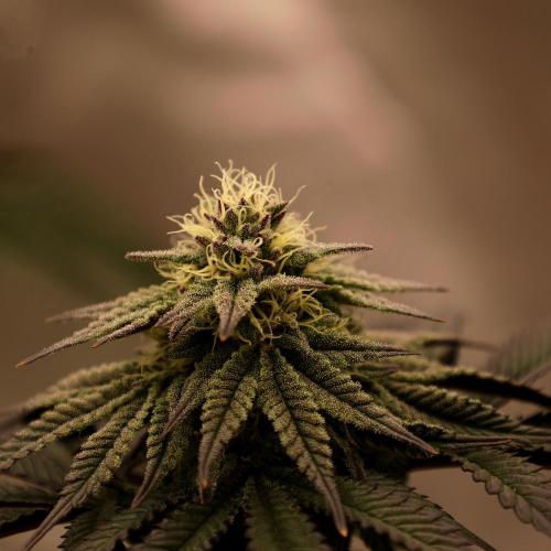 Fastbuds Mixed Pack (Photoperiod). Week 11