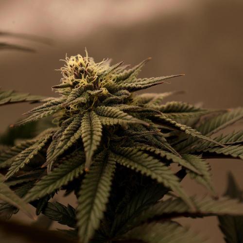 Fastbuds Mixed Pack (Photoperiod). Week 11