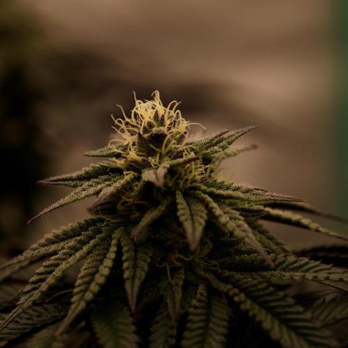 Fastbuds Mixed Pack (Photoperiod). Week 11