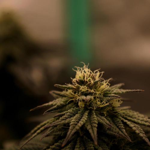 Fastbuds Mixed Pack (Photoperiod). Week 11