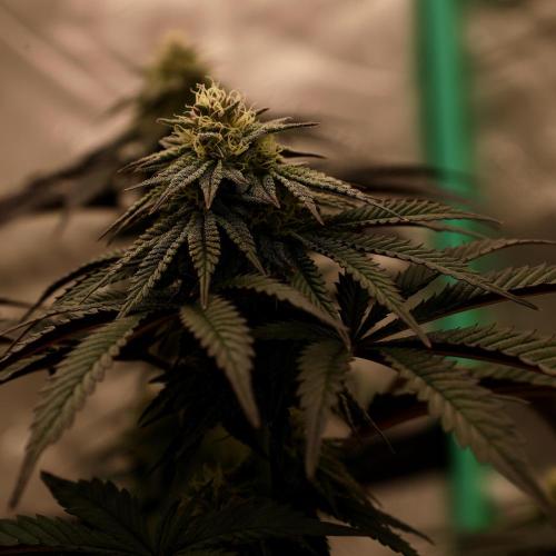 Fastbuds Mixed Pack (Photoperiod). Week 11