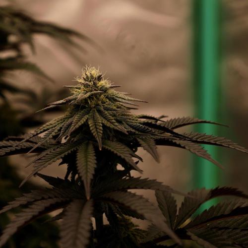 Fastbuds Mixed Pack (Photoperiod). Week 11