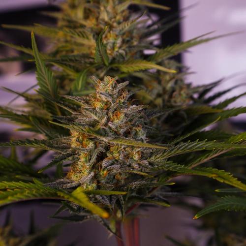 Apple Strudel. Week 8