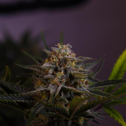 Apple Strudel. Week 8