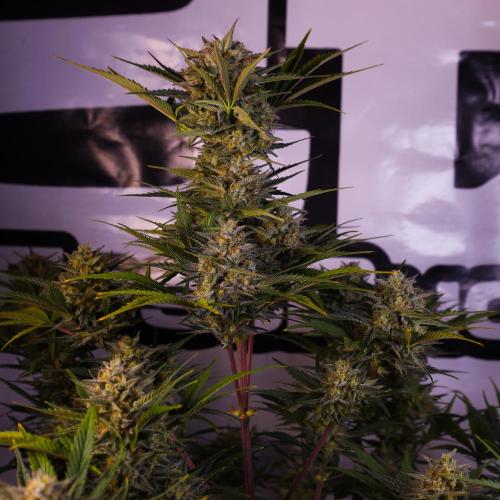 Apple Strudel. Week 8