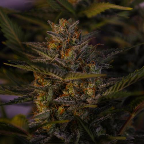 Apple Strudel. Week 8