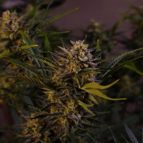 Apple Strudel. Week 8