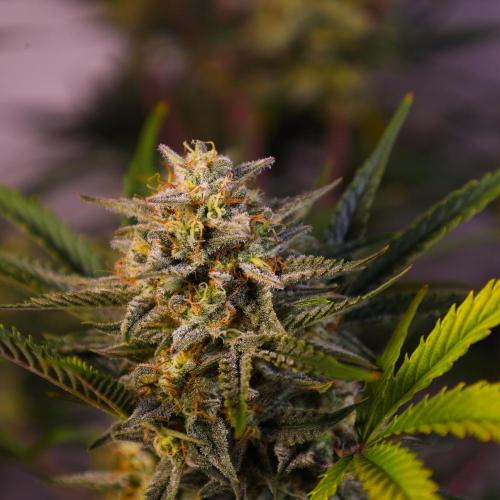 Apple Strudel. Week 8