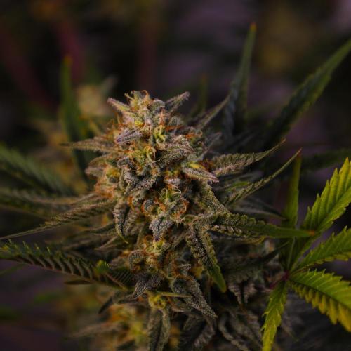 Apple Strudel. Week 8