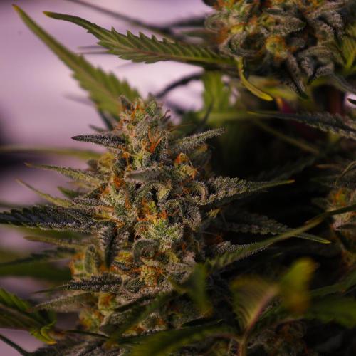 Apple Strudel. Week 8