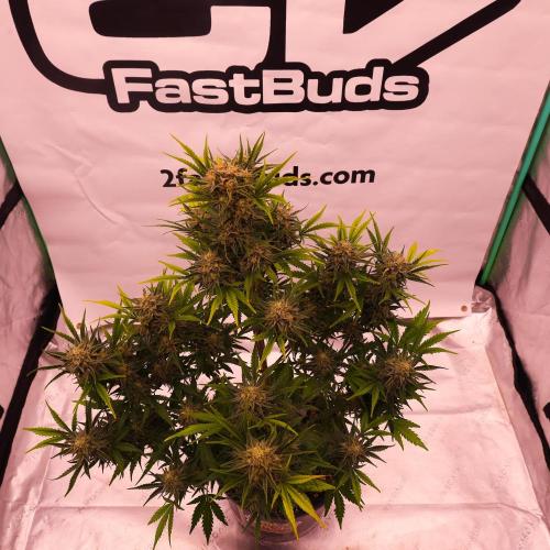 Apple Strudel. Week 8