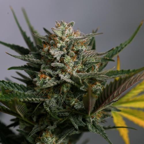 Apple Strudel. Week 9