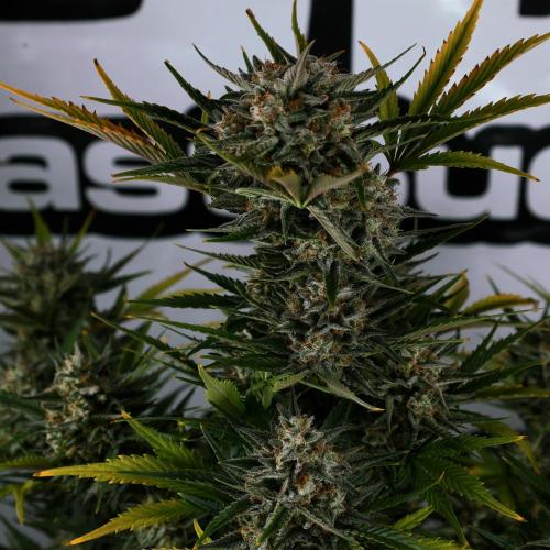 Apple Strudel. Week 9