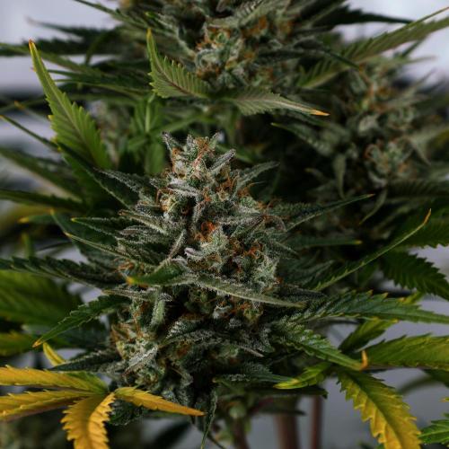 Apple Strudel. Week 9