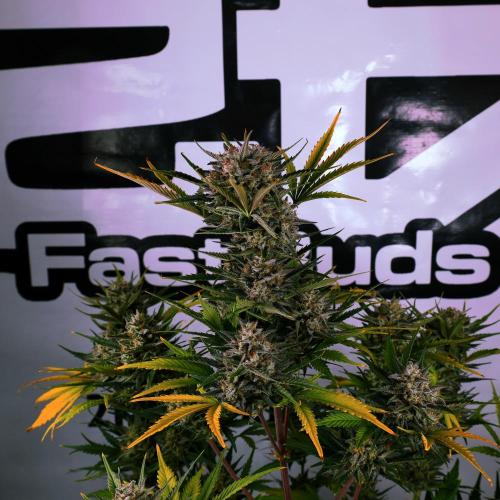 Apple Strudel. Week 9