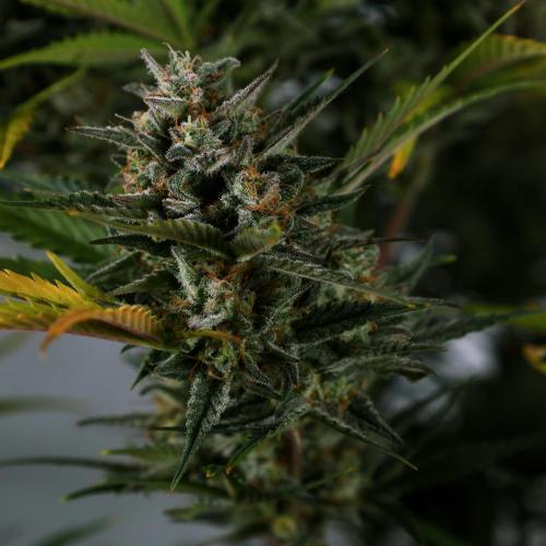 Apple Strudel. Week 9