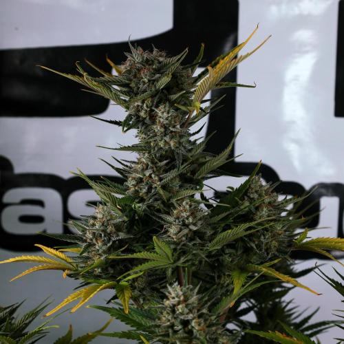 Apple Strudel. Week 9