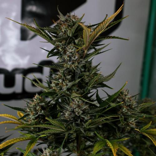 Apple Strudel. Week 9