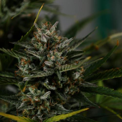 Apple Strudel. Week 9