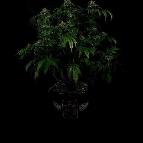 Fastbuds Mixed Pack (Photoperiod). Week 15