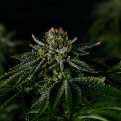 Fastbuds Mixed Pack (Photoperiod). Week 15