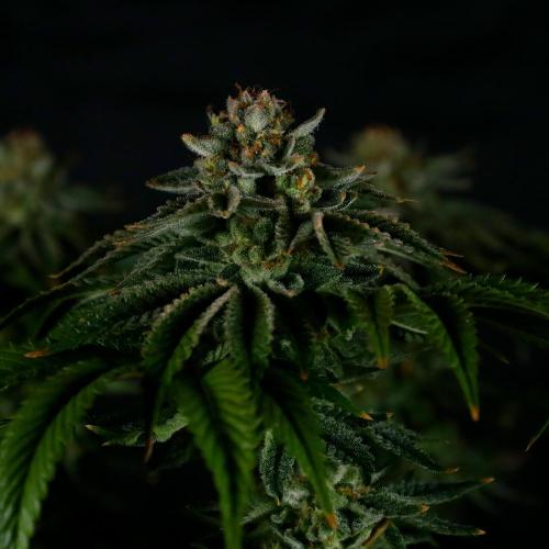 Fastbuds Mixed Pack (Photoperiod). Week 15