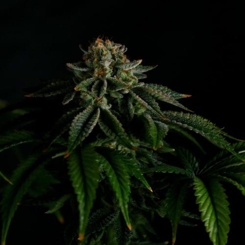 Fastbuds Mixed Pack (Photoperiod). Week 15