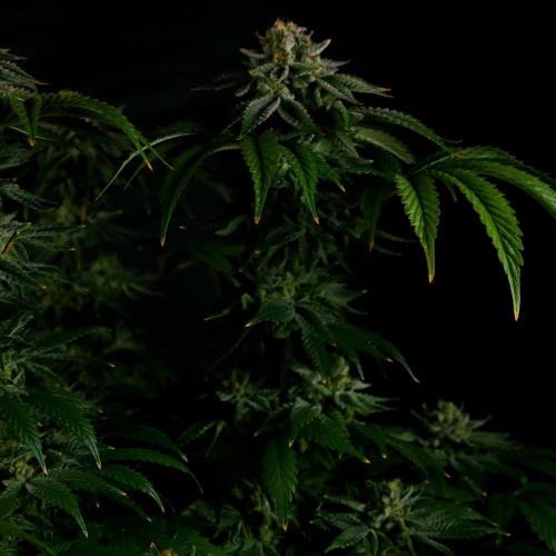 Fastbuds Mixed Pack (Photoperiod). Week 15