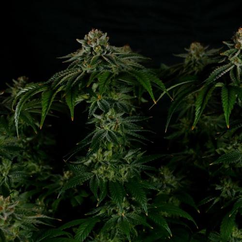 Fastbuds Mixed Pack (Photoperiod). Week 15