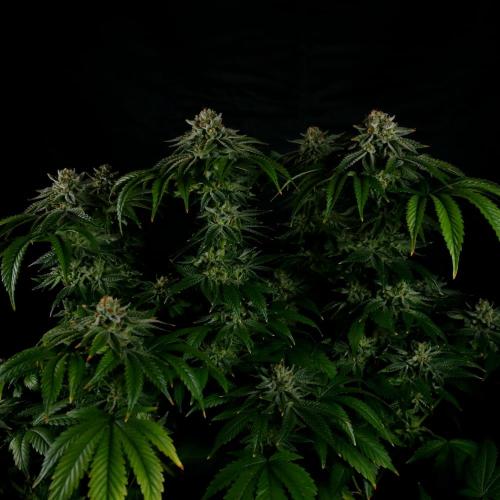 Fastbuds Mixed Pack (Photoperiod). Week 15