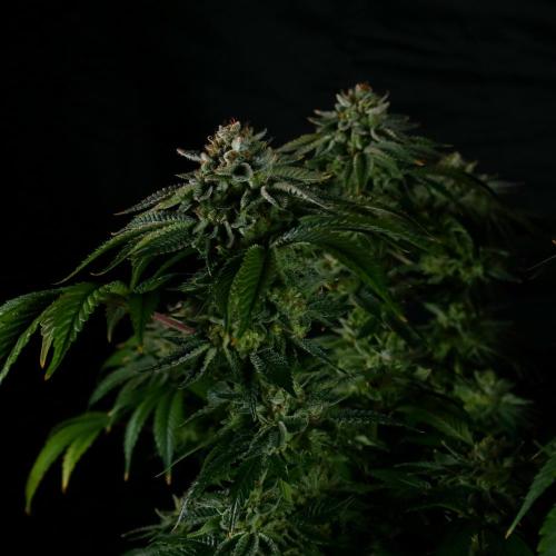 Fastbuds Mixed Pack (Photoperiod). Week 15