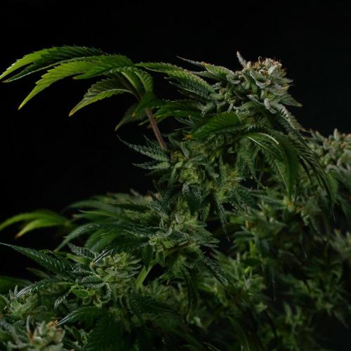 Fastbuds Mixed Pack (Photoperiod). Week 15