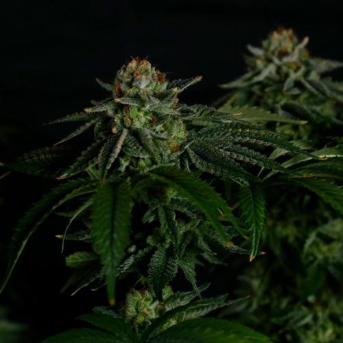 Fastbuds Mixed Pack (Photoperiod). Week 15