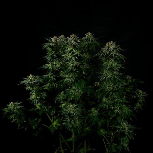 Fastbuds Mixed Pack (Photoperiod). Week 15