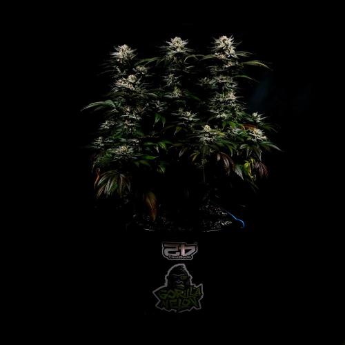 Gorilla Melon. Week 15