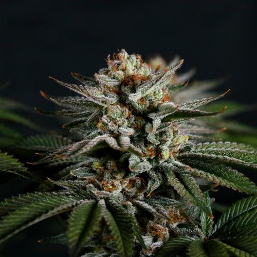 Gorilla Melon. Week 15