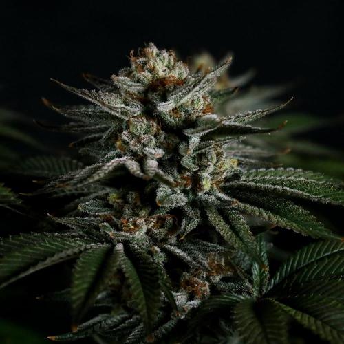 Gorilla Melon. Week 15