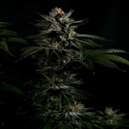 Gorilla Melon. Week 15