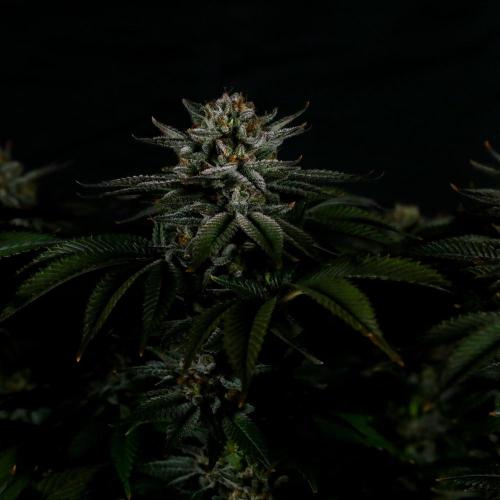 Gorilla Melon. Week 15