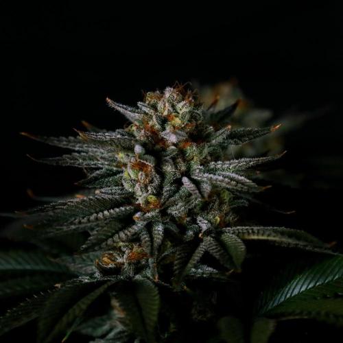 Gorilla Melon. Week 15