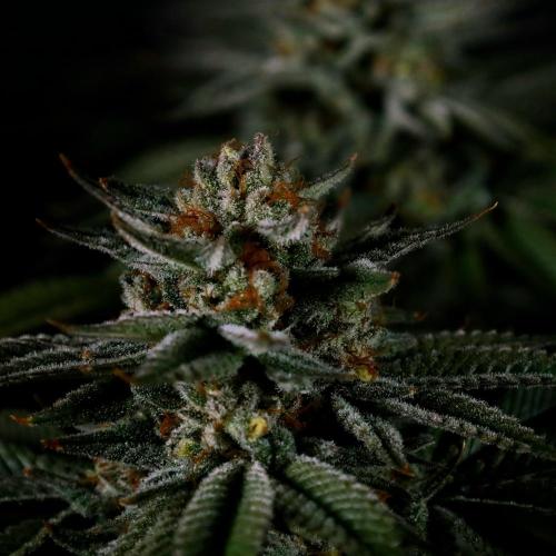 Gorilla Melon. Week 15