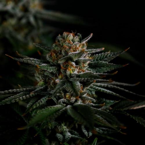 Gorilla Melon. Week 15