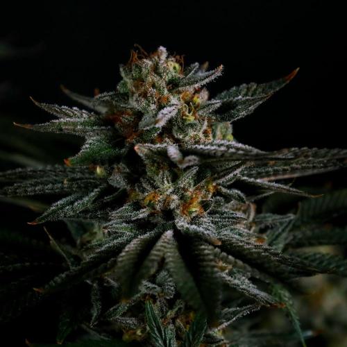 Gorilla Melon. Week 15